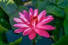 Pink Flower Night Blooming Tropical Waterlily Pond Plant