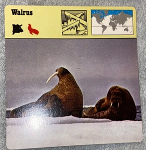 Vintage 1976 Animal Card - Walrus - Printed In Japan - Picture 1 of 4