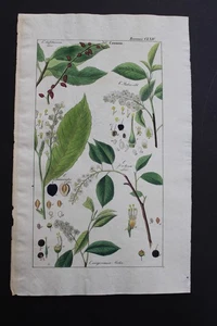 Antiguo botánico, Dietrich, color a mano, 1840, Alemania - Imagen 1 de 1