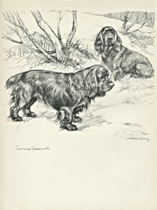 SUSSEX SPANIEL  DOGS LOVELY OLD 1938 DOG ART PRINT by VERNON STOKES - Foto 1 di 1