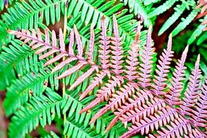 Autumn fern 1000 SPORES (SEEDS) DRYOPTERIS ERYTHROSORA, HARDY FERN - Picture 1 of 4