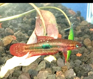 Coppia Wild Betta Uberis - Betta maschio e femmina - #Coppia - Foto 1 di 3