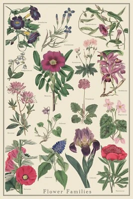 Flower Families 1 póster científico identificación de plantas estilo vintage 24x36 Foto 1 de 4