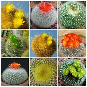 20 semi in miscuglio di Brasilicactus mix ,piante grasse,seed cactus mix - Imagen 1 de 1
