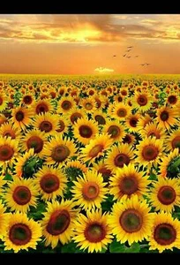 Sunflowers Golden Afternoon 23" Panel 100% Cotton Fabric by The Panel - Picture 1 of 1