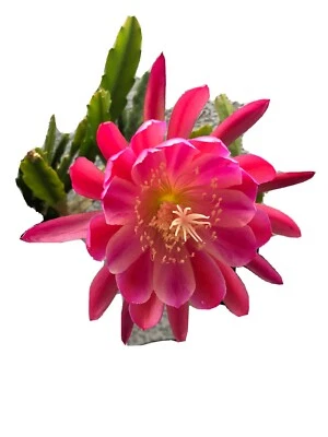 Yumi 2100 Hand3 Foto 1 de 2