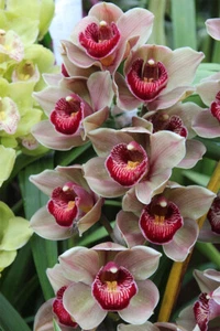 Nouveau Orchid Flower Tropical Plant Pirnt Wall Art Home Decor - POSTER 20x30 - Picture 1 of 4
