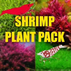 Shrimp Aquarium Plant package perfect for Shrimp Aquarium plants - Picture 1 of 6