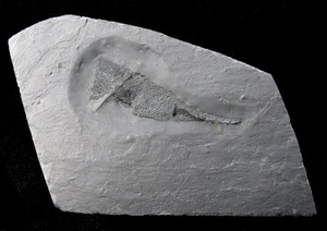AUSSTERBEN - SELTENES BUNDENBACH KOPFFÜSSER FOSSIL MIT BRYOZOEN BEFESTIGT - COOL! - Bild 1 von 2
