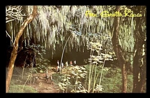 Farngrotte Kapa’a Kauai Hawaii • Wailua River State Park • Posted 1968 - Bild 1 von 2