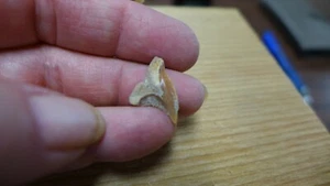 IMPRESE GEOLOGICHE Miocene fossile Hemipristis serra dente di squalo Florida - Foto 1 di 5