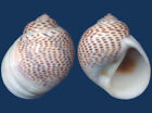 Shell Natica tigrina Seashell