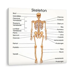 Medical Human Skeleton Anatomy Biology Learning Canvas Wall Art Picture Print - Picture 1 of 5