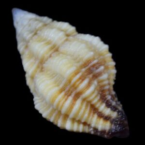 PERISTERNIA MELANORHYNCUS (Liloan, Philippinen) 18,7 mm #473321
