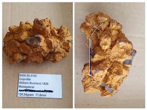 Koprolith Madagaskar 71,6mm - Bild 1 von 1