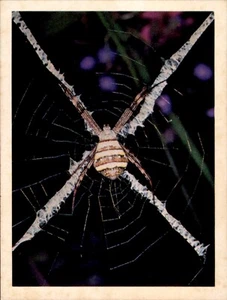 Weet-Bix Backyard Wildlife cereal cards 4 1980 collectable cards - Picture 1 of 8