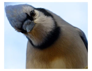 "Curious Blue Jay - Paserine Bird - Impresión fotográfica 8x10 en 8,5"" x 11" - Imagen 1 de 1