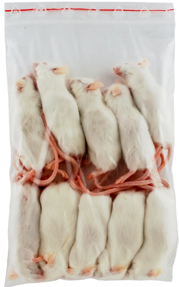 Maus Erwachsen (adult) XXL 26g +/- 30 Stück - Frostfutter