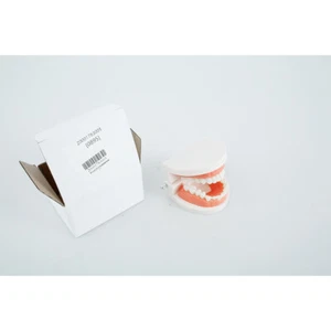 Teeth Model High Simulation Denture Model Demonstration Model with 28 leSkP+ - Picture 1 of 12