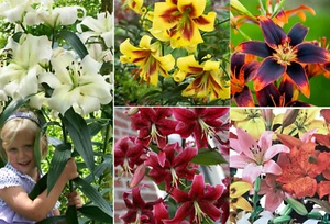 LILIUM TREE BULBS/TUBERS HYBRID HARDY PERENNIAL GARDEN SUMMER FLOWERING-FRAGRANT - Picture 1 of 25