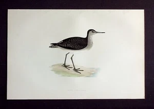 MADERA GAITERO, ornitológico antiguo original, estampado de aves, MORRIS, 1896 - Imagen 1 de 2