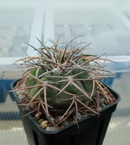 Gymnocalycium spegazzinii VS 108, adult flowering plant in a 7x7 cm pot. - Picture 1 of 2