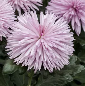 Anastasia Pink Chrysanthemum x 1 Plant - Perennial Cut Flowers Cottage Garden - Picture 1 of 6