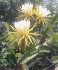 Yellow And White Night Blooming Cereus Succulent Cuttings...2