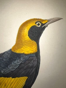 1833 Priesterunterricht Paar Aquarell seltene Laubenvogel H/C - Bild 1 von 3