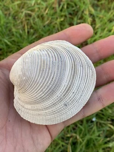 Bivalve Chione Fossile Miocène De Gironde FMG Collection - Imagen 1 de 4