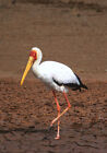 1 AK Nimmersatt am Flußufer Storch Vogel Kenia Afrika - NEU !!! z