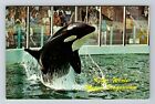Miami FL-Florida, Killer Whale at Aquarium, Vintage Postcard