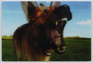 Postcard German Shepherd Lenticular 3D Postcard USPS Help Dog Attack Bites - Picture 1 of 2