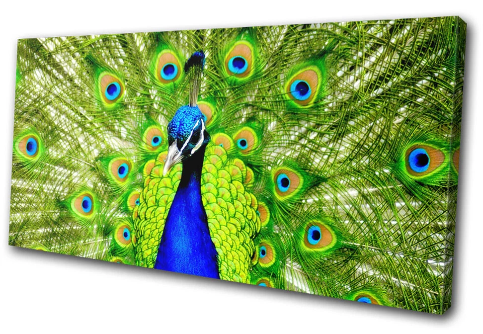 Plumas de pavo real coloridos animales modernos ARTE DE PARED DE LIENZO ÚNICO impresión de imágenes Foto 1 de 1