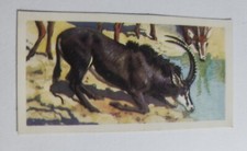 African Wild Life  Brooke Bond  Tea card  - # 37 - free postage  - lot 731