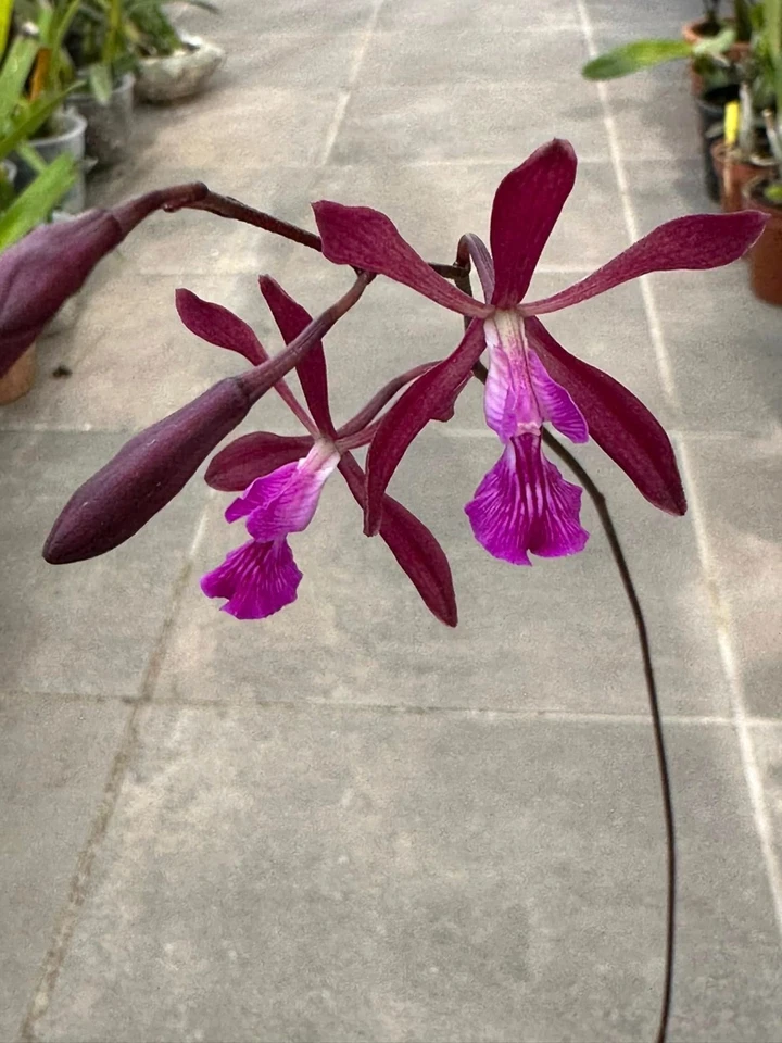 Encyclia moebusii  Orchid species blooming size Very Rare  - Imagen 1 de 4