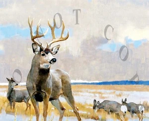 Beautiful Reproduction 8X10 Mule Deer Photograph Print by Artist Bob Kuhn - Picture 1 of 1