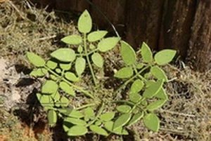 Reality in Scale 1:32 1:35 Low Weed Type 1 VG3004* - Foto 1 di 1