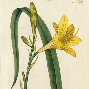RARE 1787 1st Ed. CURTIS BOTANICAL Hand-Colored Engraving No. 19 YELLOW DAY LILY - Picture 1 of 8
