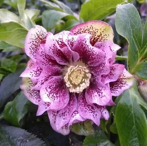 Lenten Rose plant plugs helleborus double pink spotted flowers hardy, pack of 3 - Picture 1 of 1