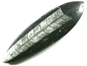 Orthoceras Fossil Polished Morocco 161.19 grams 6 3/4 inches Long - Picture 1 of 4