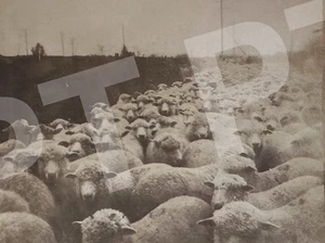 Antique Photo Of A Huge Flock Of Sheep On A Farm 1930s - Picture 1 of 4