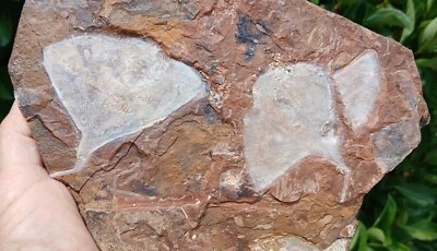 Fossil Plant Leaf Gingko cranei Paleocene Sentinel Butte North Dakota - Image 1 of 4