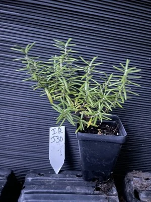 Irene Rosemary - Image 1 of 3