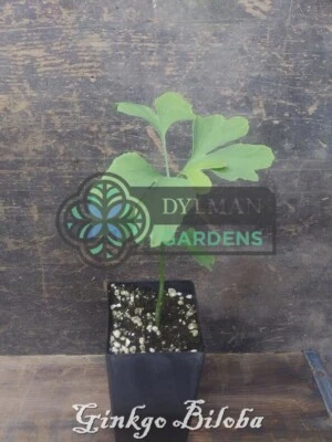Árbol de Ginkgo Biloba - Planta viva de 4 a 6 pulgadas - Árbol de pelo de doncella - Fósil vivo Foto 1 de 4
