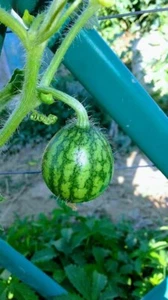 8000248 Fingerfood kleine Mini Melone Wassermelone 5 Seeds Zaden Samen - Bild 1 von 1