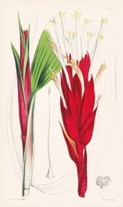 Pitcairnia Undulatifolia Brasil Botany Flower Botany Lithograph Curtis 4241 - Picture 1 of 1