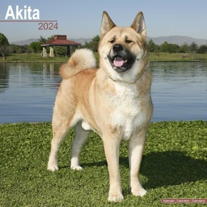 Calendrier 2024 - AKITA INU - Picture 1 of 2