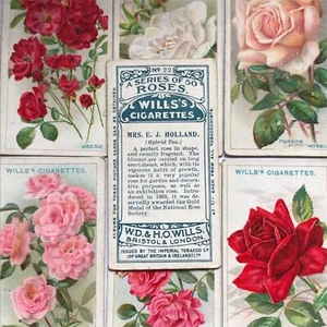 ROSES Wills Zigarettenkarten 1912 antike Rosenbilder - einzeln verkauft - Bild 1 von 31