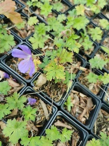 GERANIUM × johnsonii 'Johnson's Blue' - Hardy Perennial Plant 3 x 9cm Potted - Picture 1 of 1